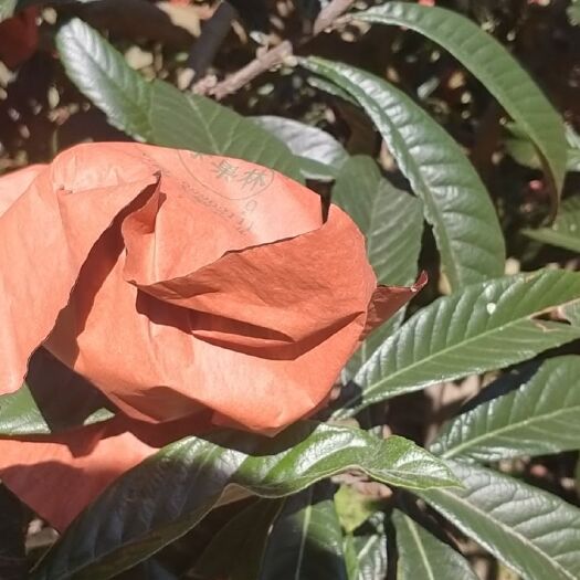 石棉县 石棉枇杷老农种植基地