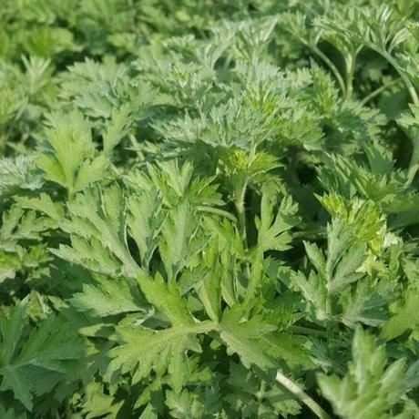 元氏县 新鲜艾叶3斤鲜艾叶草 嫩艾草叶清明糍粑生艾草纯现摘食用