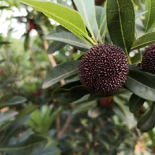 石屏县荸荠杨梅 精品荸荠梅