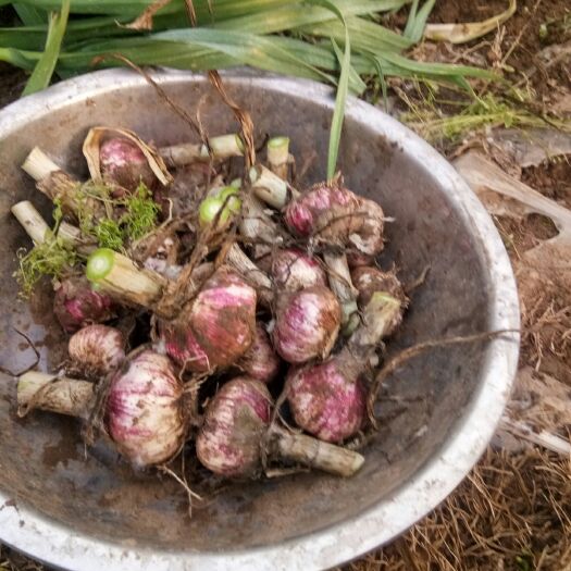 新沂市 自家种植大蒜