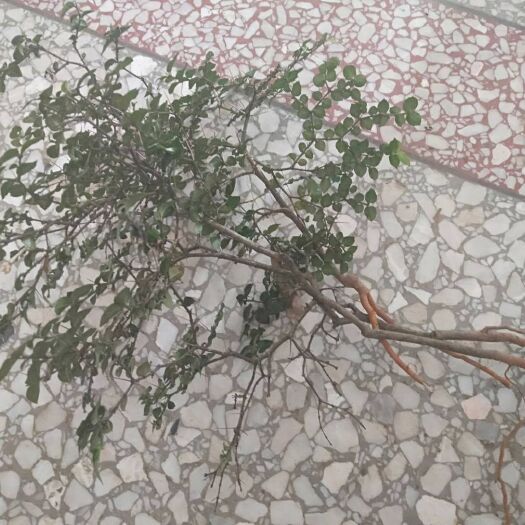 赤壁市绣花针，鲜货