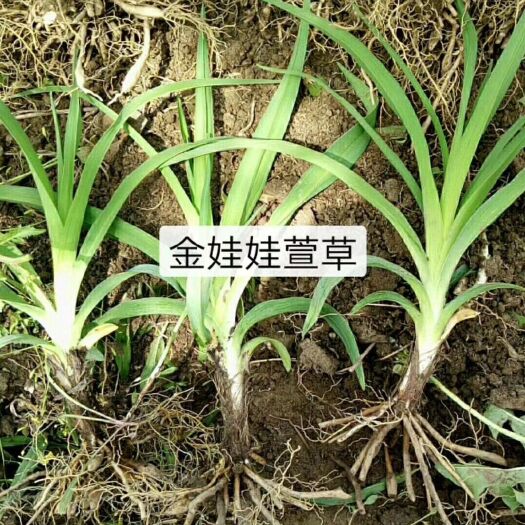 秦皇岛其它苗木  金娃娃萱草大量出售