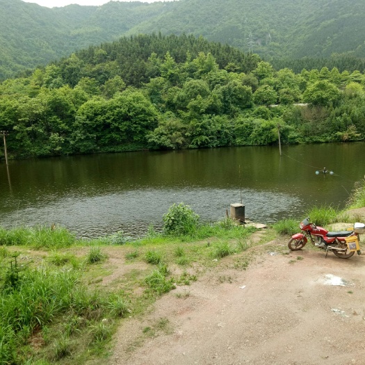 茶陵县水库草鱼 人工养殖 1-2.5公斤
