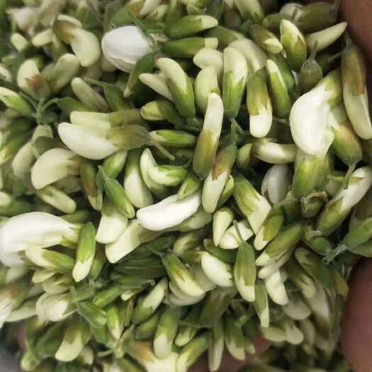 槐树花 甘肃陇南槐花大量上市