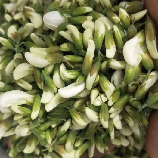 西和县槐树花 甘肃陇南槐花大量上市