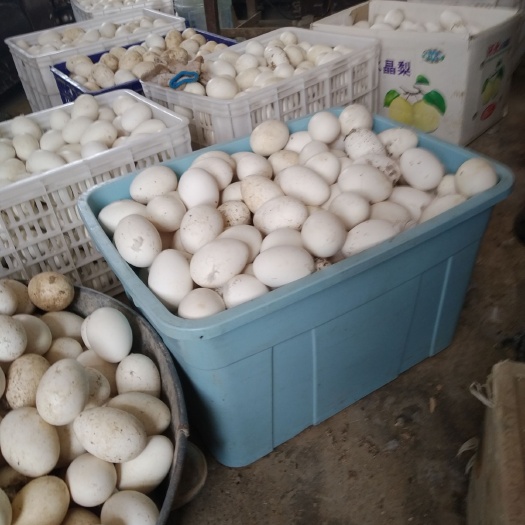 阳谷县种鹅蛋 以放养为主，无饲料添加剂，是，血糖高的食品