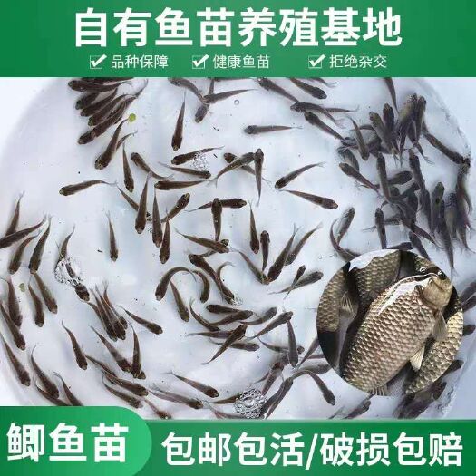 广州 鲫鱼苗 彭泽鲫 中科3号 优质鱼苗