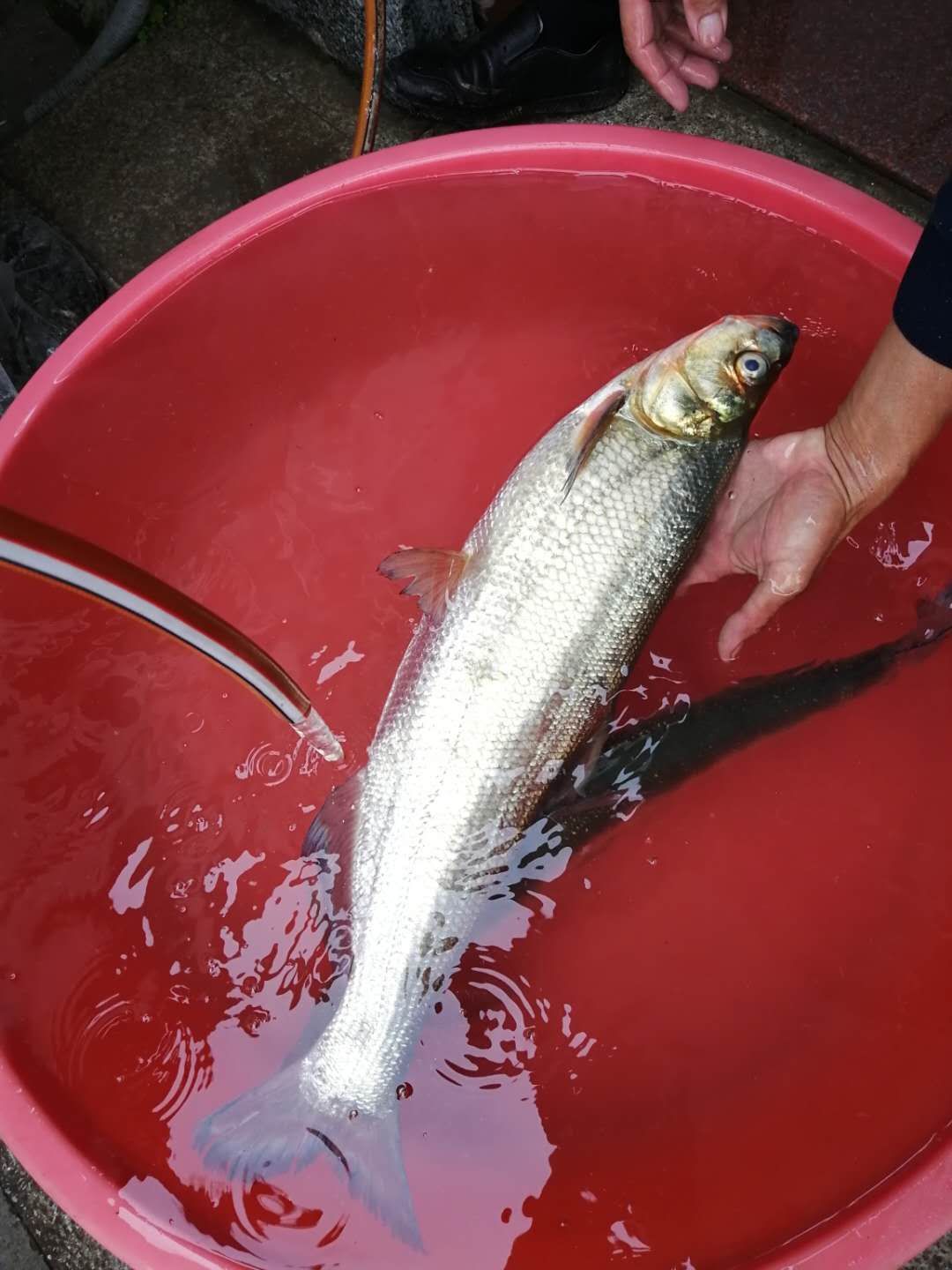 翹嘴紅鮊新鮮翹嘴魚起網上市456規格需要提前預約