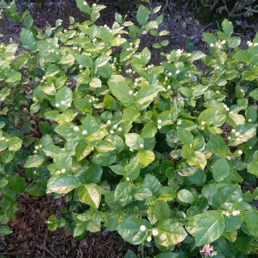 横州市 横县茉莉花苗7年壮苗室外绿植花卉阳台茉莉花盆栽四季开花不断