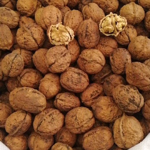 广南县 经常动脑，多吃核桃
