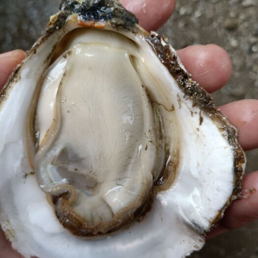 饶平县 井洲牡蛎，生蚝产地直销批发，货源充足