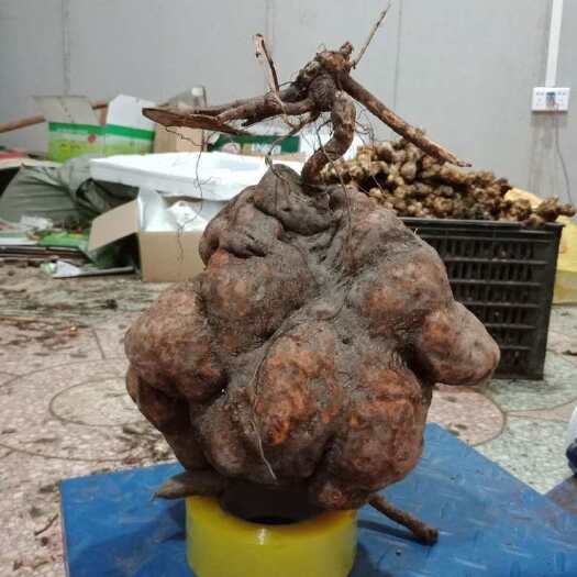 天峨县 广西，何首乌盆栽