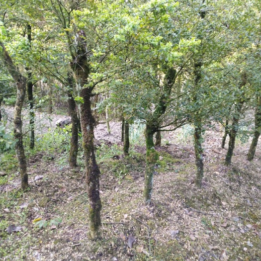 利川市高山黄杨
