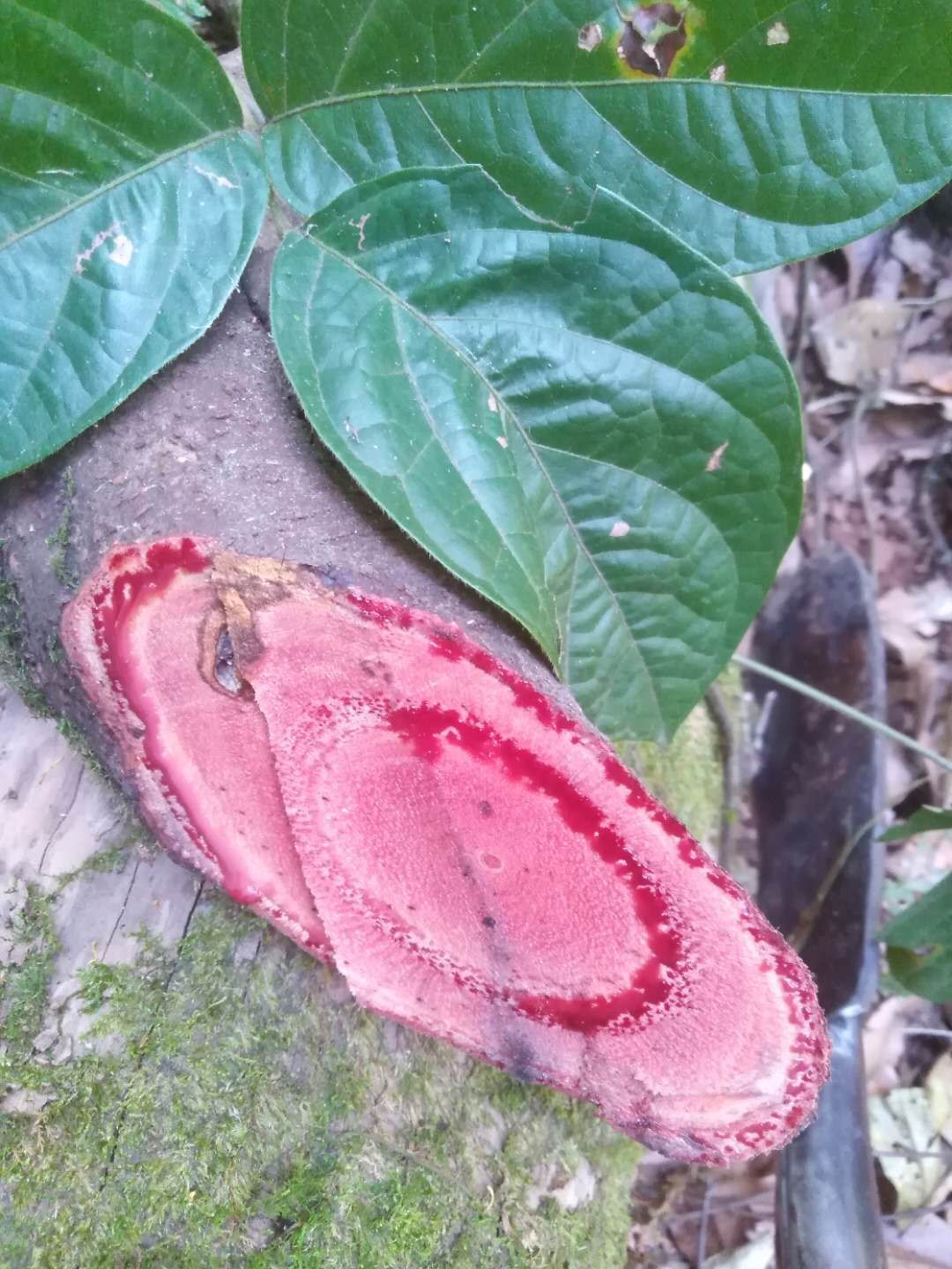  鸡血藤 鲜货包邮价