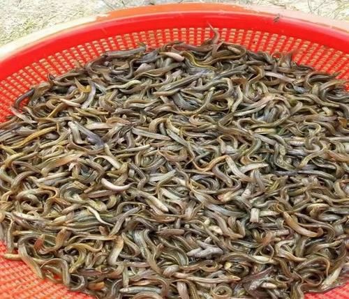 南江县 泥鳅苗
