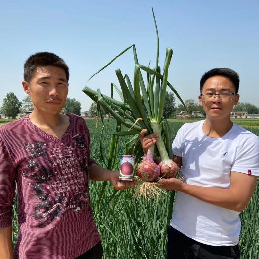 郑州二红紫红皮半高桩紫皮洋葱种子 抗病耐抽苔单个重1.6斤左右
