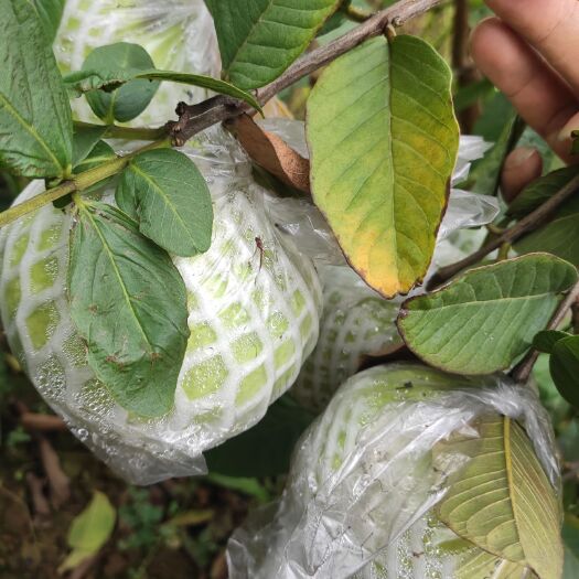 珠海 自家种白心番石榴量大