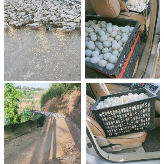 攸县 绿色健康新鲜农村土鸭蛋批发