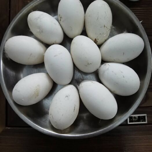 惠州鲜鹅蛋 全谷物饲养