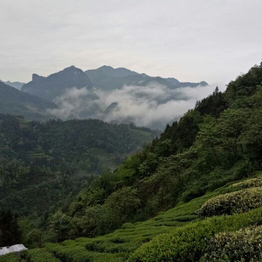 鹤峰县恩施富硒绿茶 天然高山云雾茶！清明茶！不打药不施肥！可以先试喝！