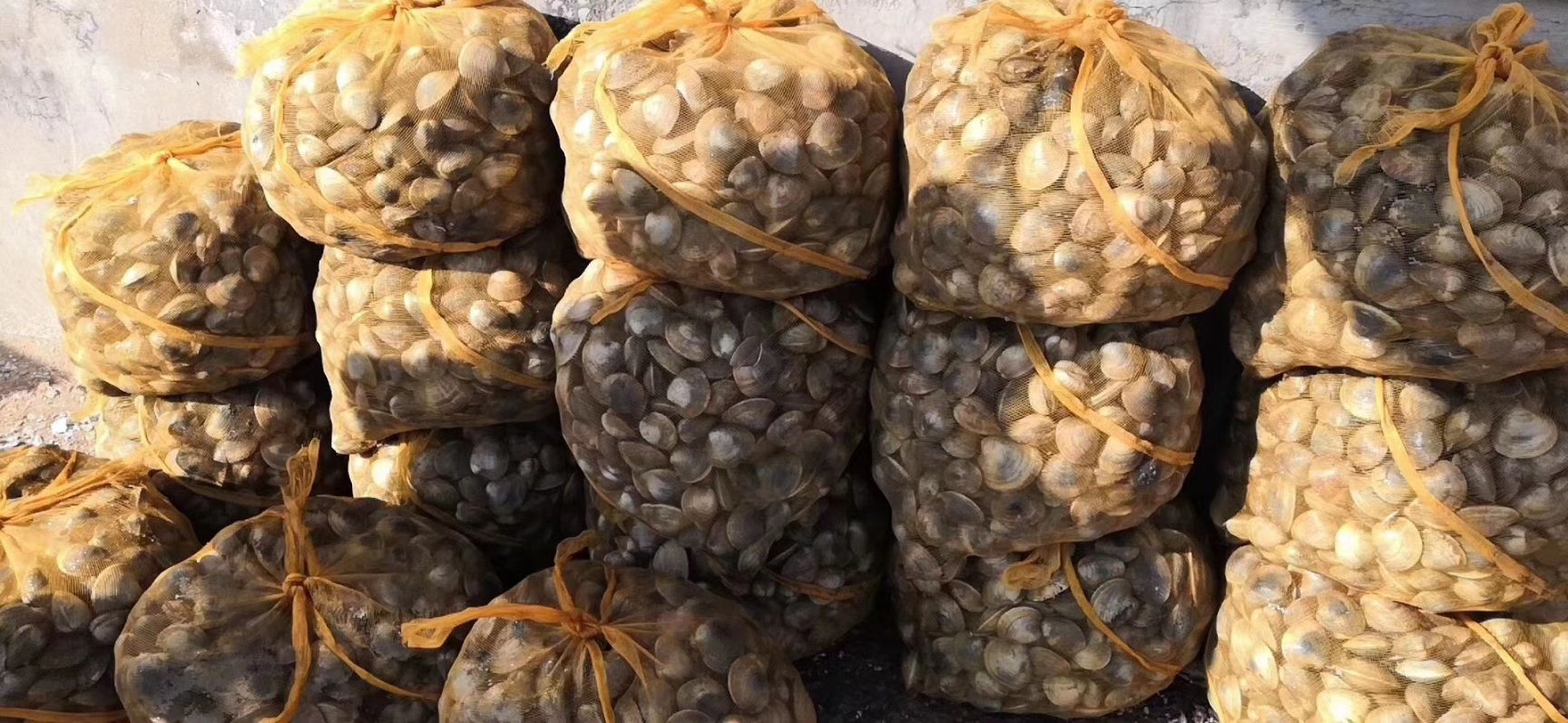小红贝 红贝，肉甜美味