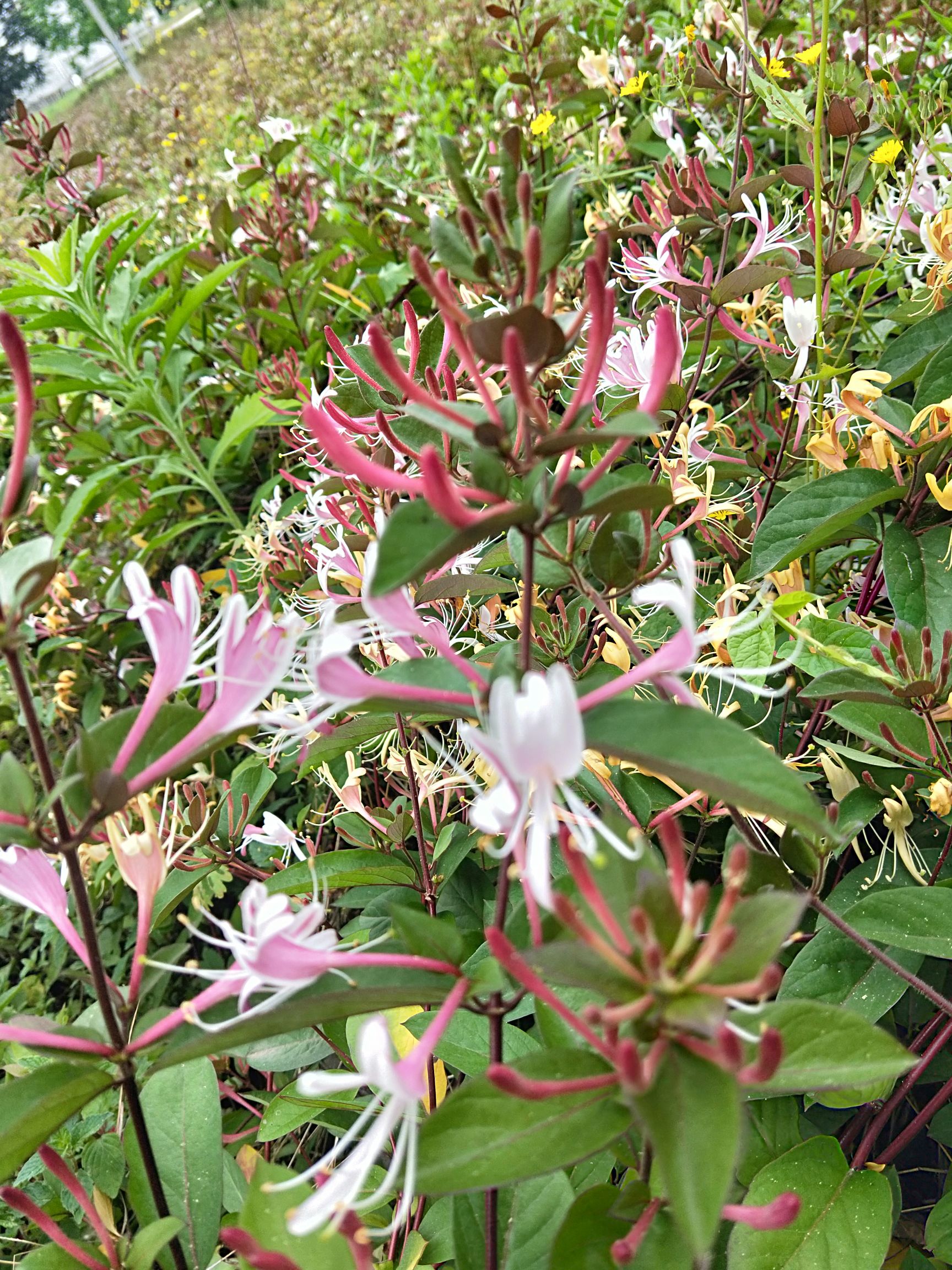 四季金银花苗 五年生红金银花，四季红金银花！忍冬花，忍冬藤，