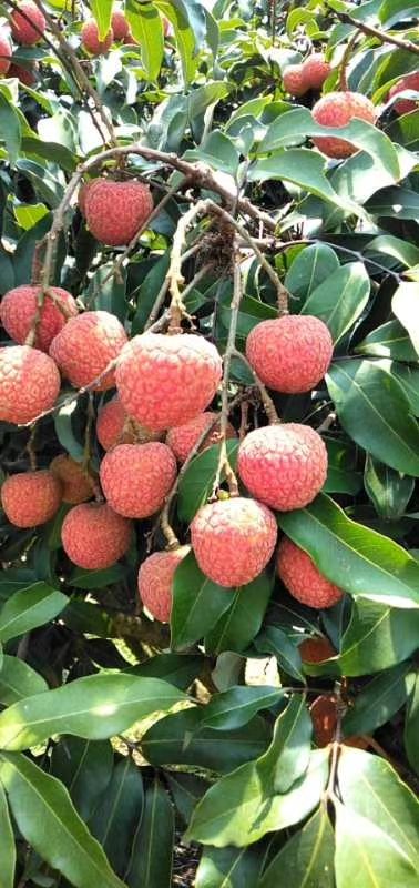 白糖罂荔枝  大量提供本地白糖罂