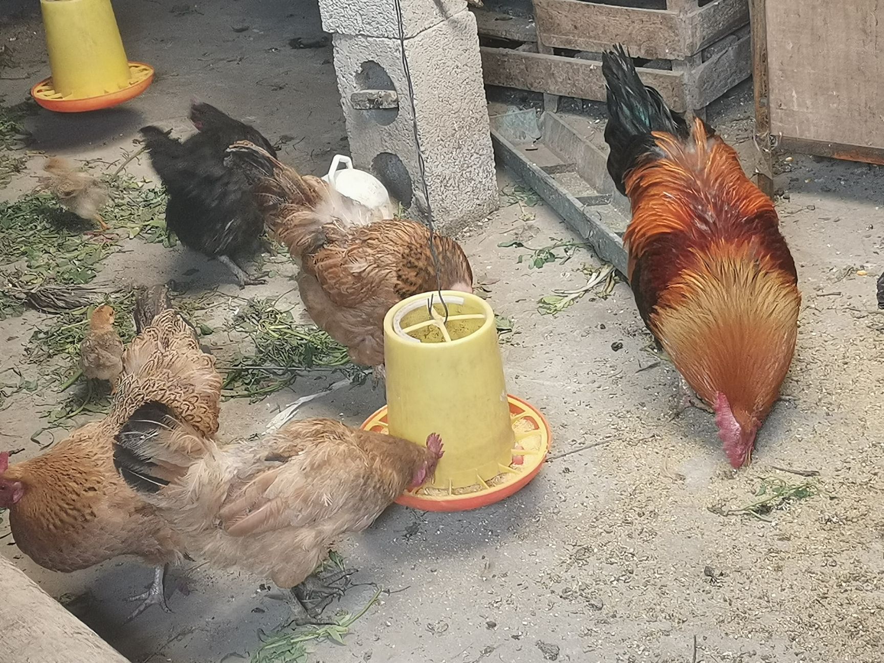 贵州散养鸡土鸡柴鸡