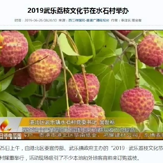 贵港 水石荔枝果肉凝脂、晶莹清脆，口感异常香甜