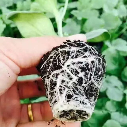扶沟县麒麟西瓜苗 西瓜嫁接苗