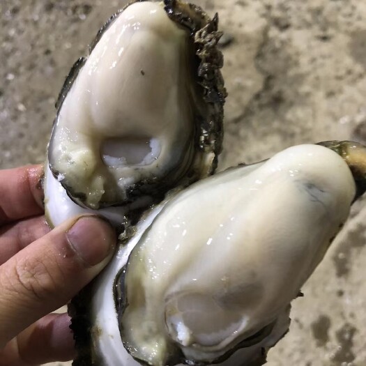 阳西县珠海生蚝 优质肥蚝