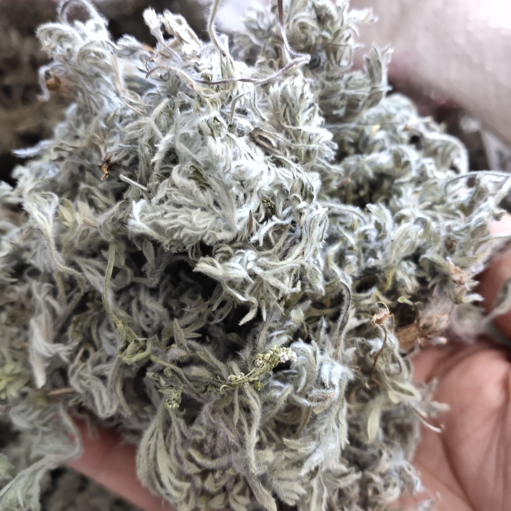 南召县茵陈 白蒿 干品茵陈