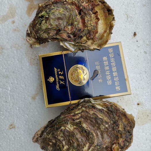 漳浦县 漳州生蚝产地供应