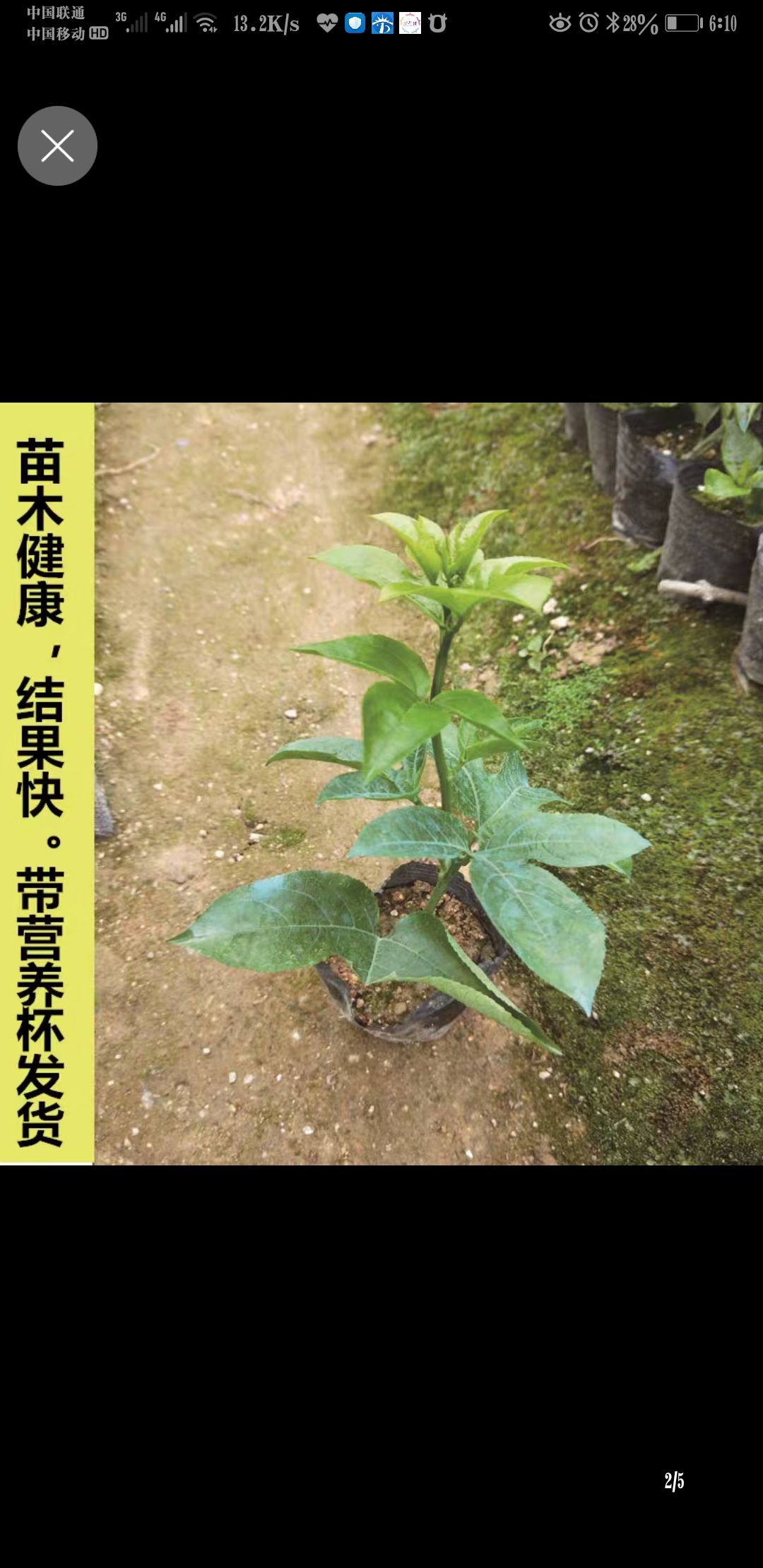  百香果苗 四季爬藤果树苗水果苗黄金百香果木瓜百香果