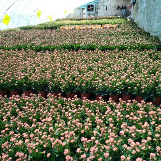重瓣长寿花盆栽北京苗圃直供