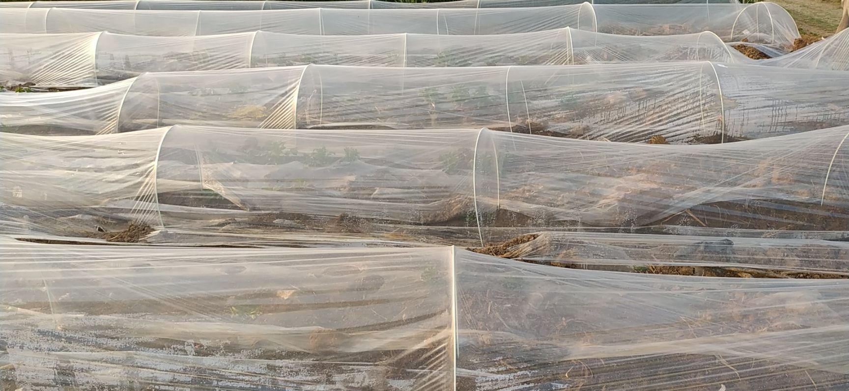 大棚杆  玻璃纤维杆葡萄避雨棚杆支架保温育苗保温农用小拱棚杆