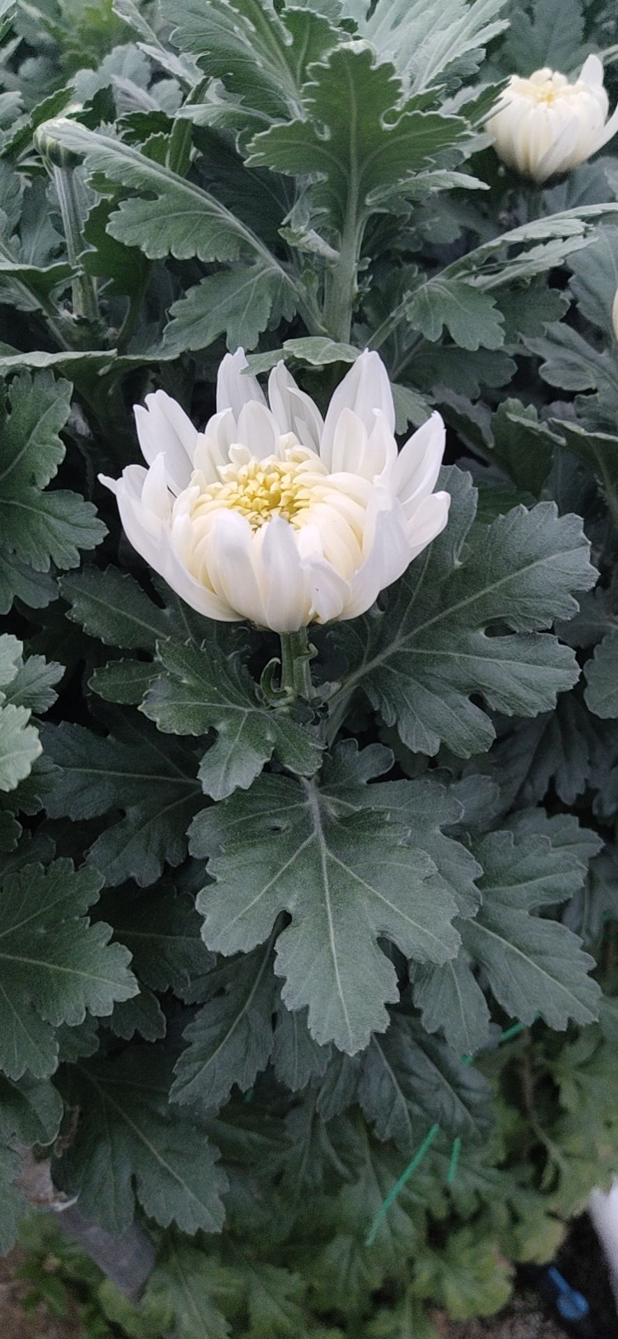 黄白菊  白菊，什么质量都有哦