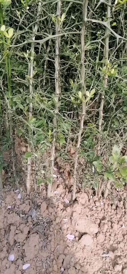 泰安枸桔苗 成活率高当年苗皮嫩嫁接时好开皮
