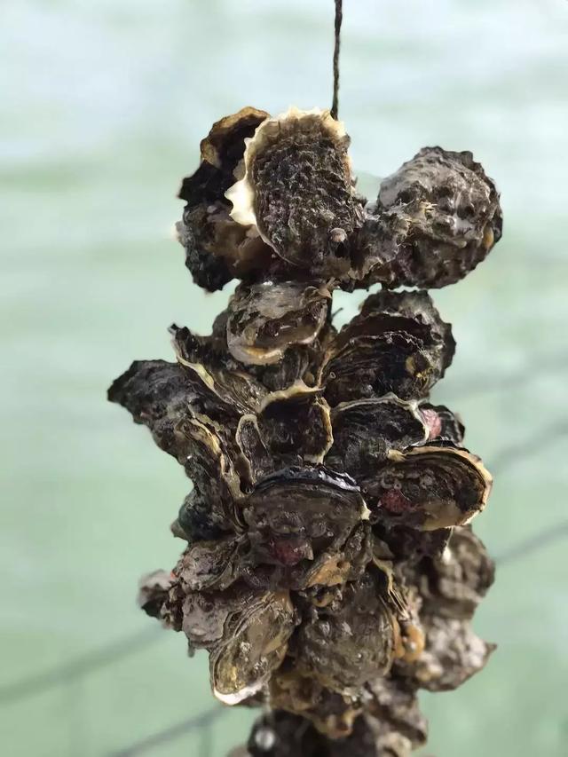 汫洲大蚝 汫洲生蚝产地