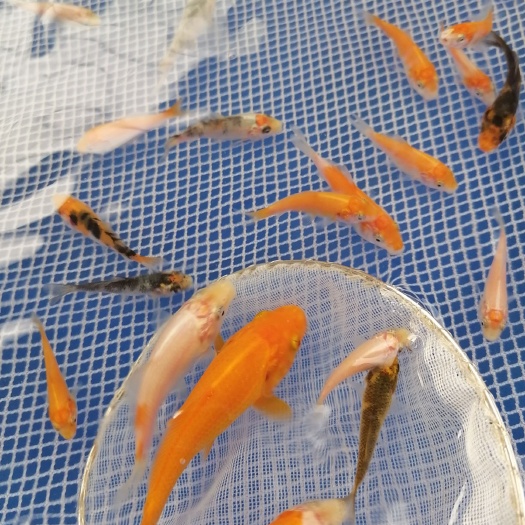 英德市锦鲤鱼苗 统货