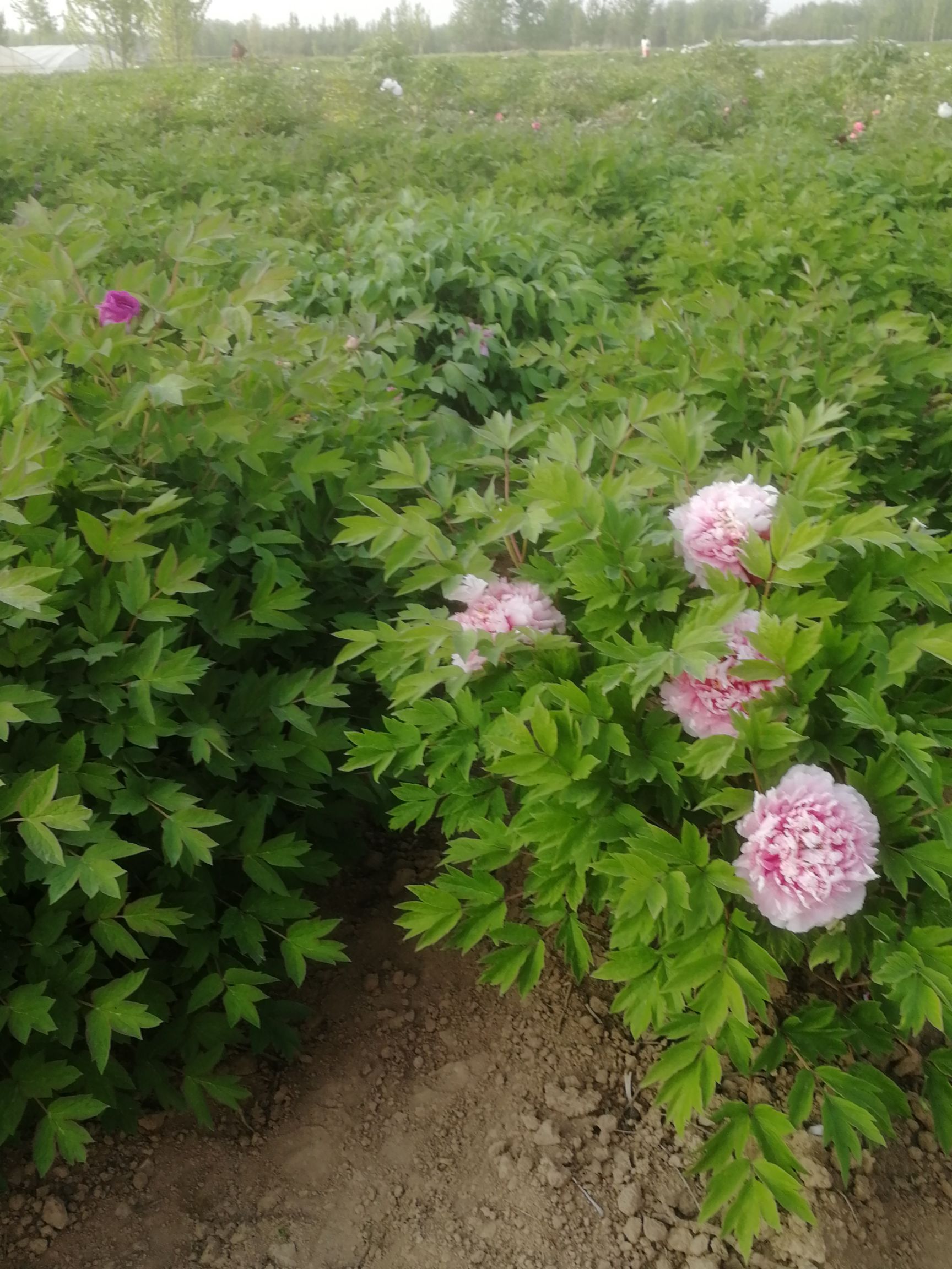  百亩牡丹种植基地，三十年种植经验     3年苗包活包开花