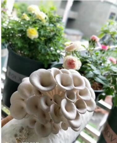 平邑县 白平菇菌种