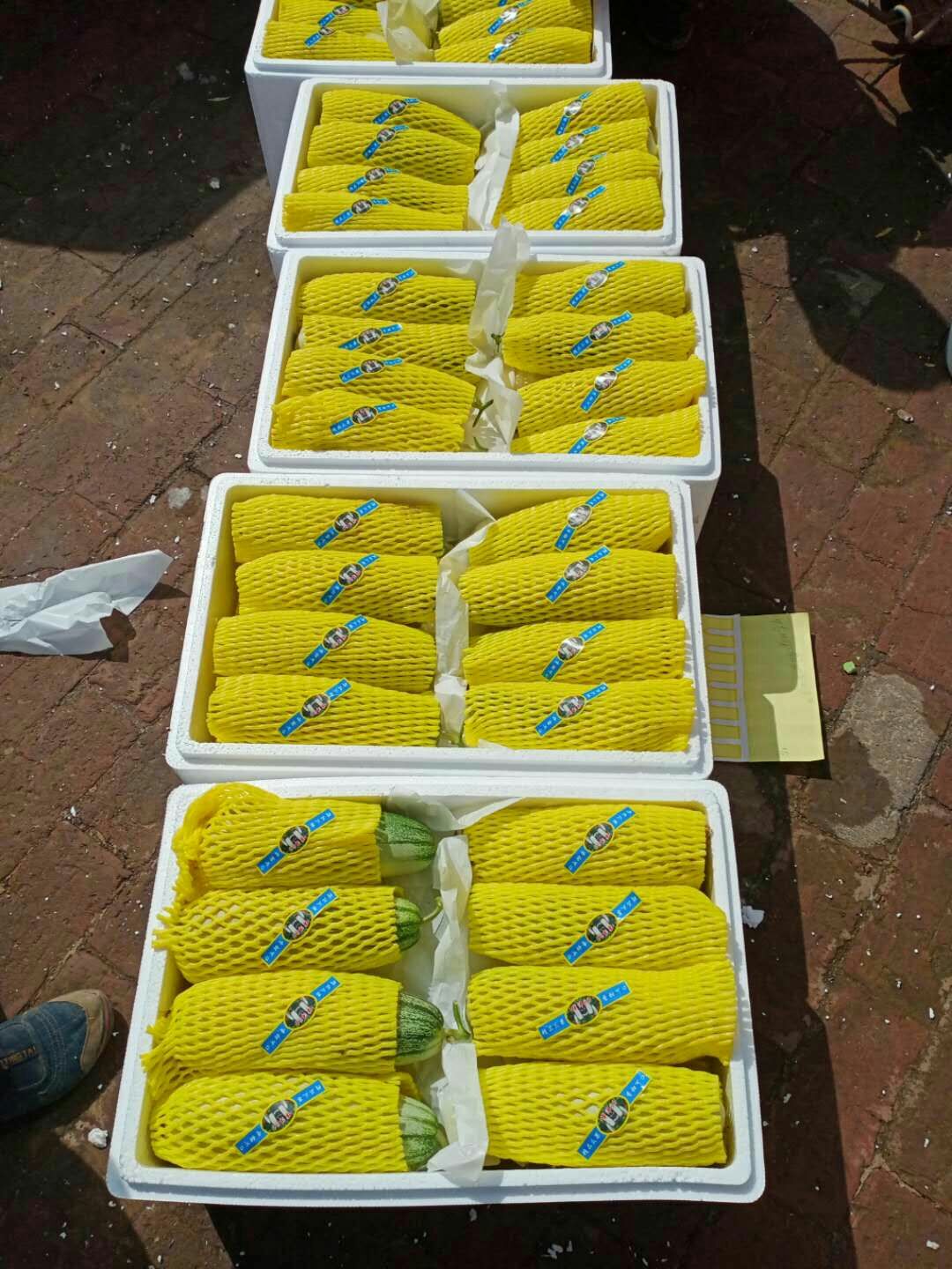  博洋甜瓜,糖度13.以上