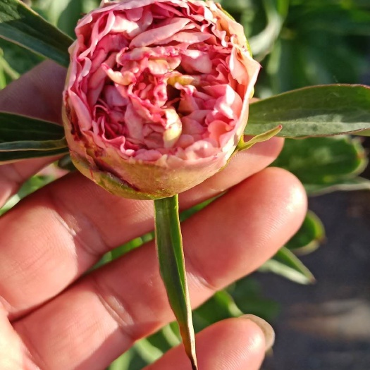 临洮县 甘肃芍药鲜切花种植基地