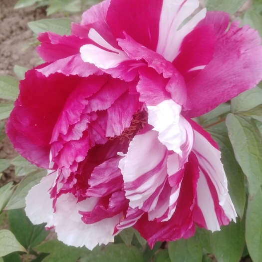 菏泽 百亩牡丹种植基地，三十年种植经验     3年苗包活包开花