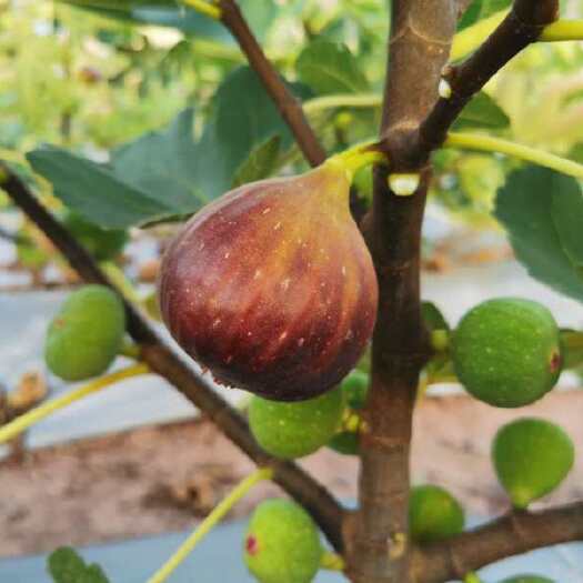 元谋县元谋县良俊果蔬产销专业合作社
玛斯仪陶芬无花果种植销售