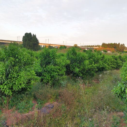 南部县果园  有1380亩220万转 让，耙耙柑，沃柑，不知火，爱