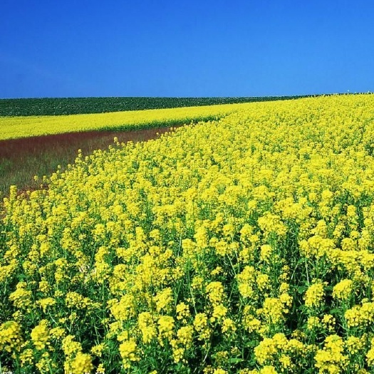 桐城市油菜籽