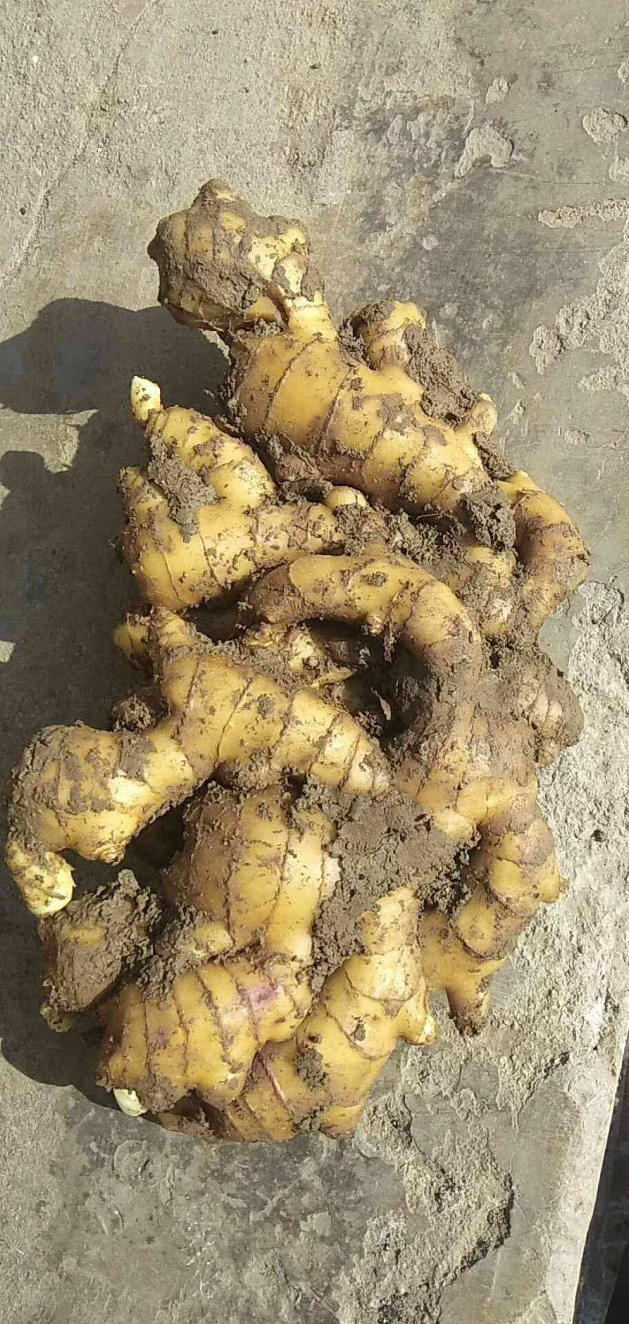 生姜 窖藏大黄姜！二黄姜！小黄姜！水洗姜！全国发货！！