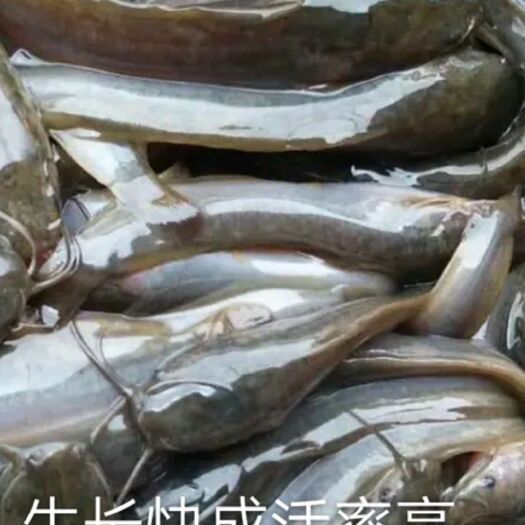 昆明江鳅苗，鳜鱼苗  各种规格苗子，提供技术服务，量大可以免费